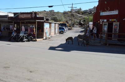 2014-09-02 Oatman (20)